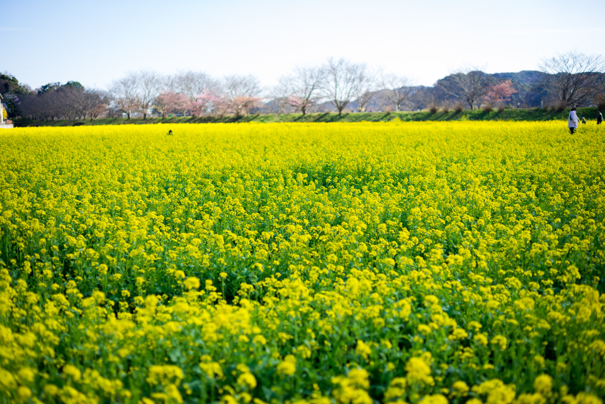 ZEISS Makro-Planar T* 50mm F2 sample photo. Field_mustard photography