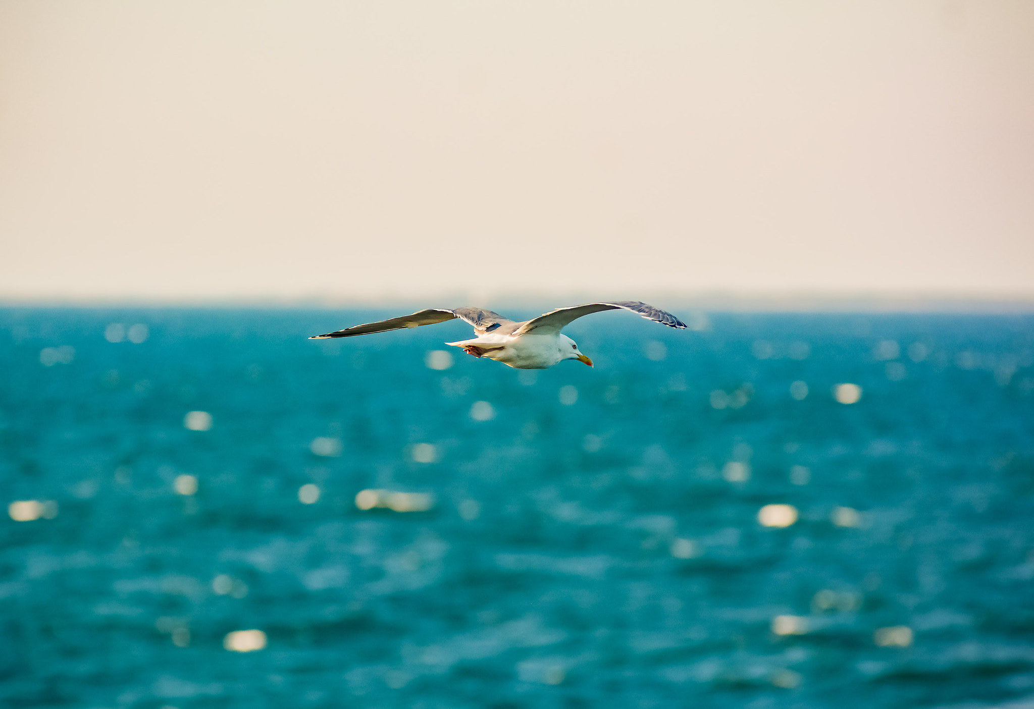 AF Zoom-Nikkor 80-200mm f/2.8 ED sample photo. Sailing photography