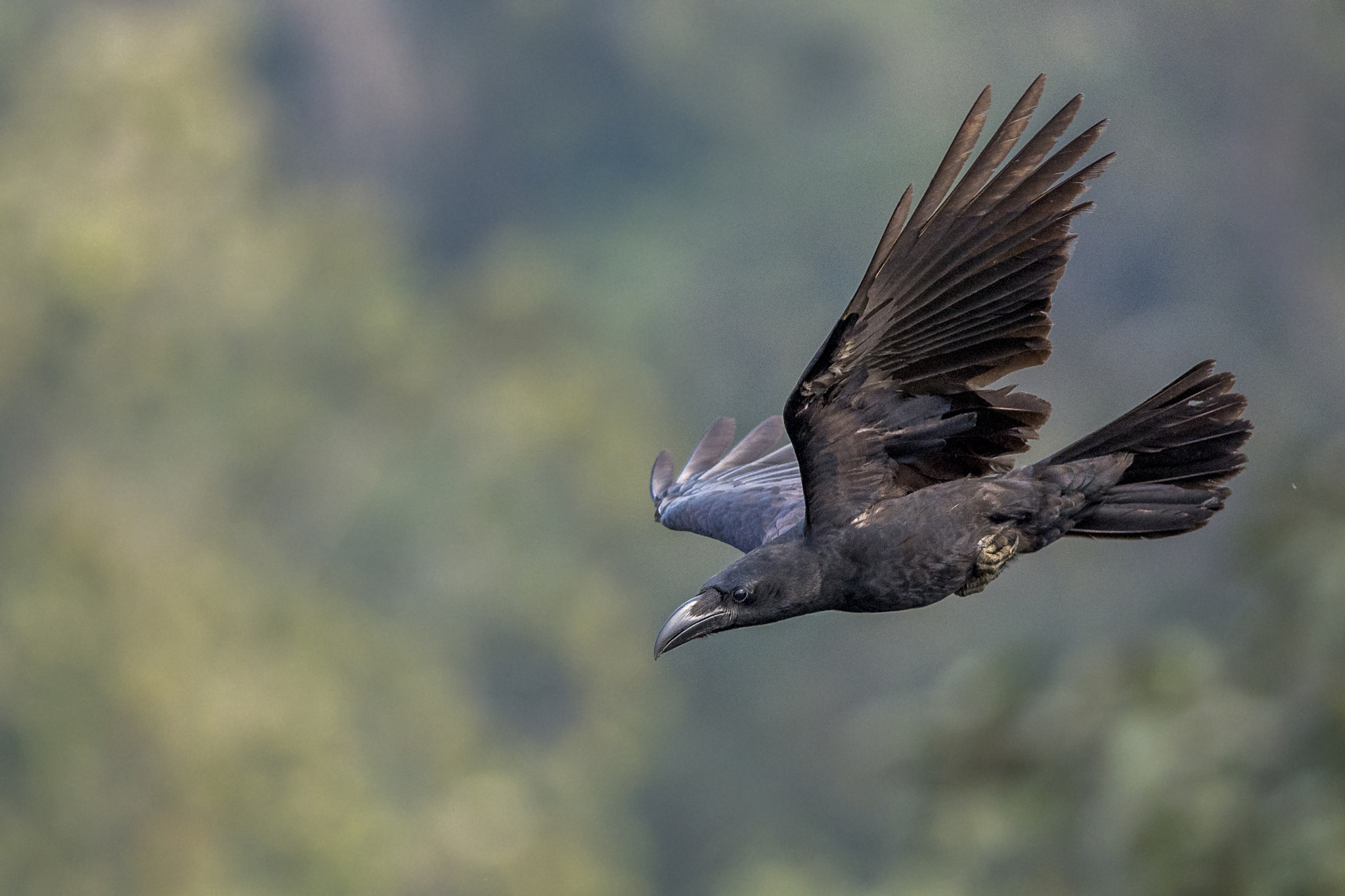 Nikon D7200 + Nikon AF-S Nikkor 300mm F4D ED-IF sample photo. Jungle crow photography