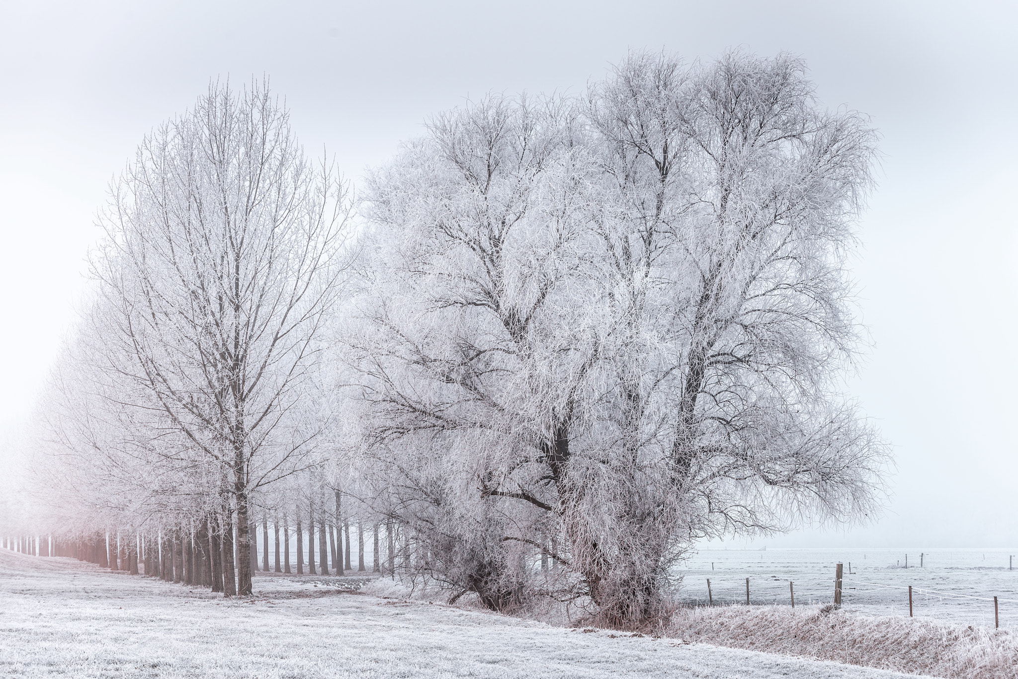 Nikon D800E sample photo. Winter photography