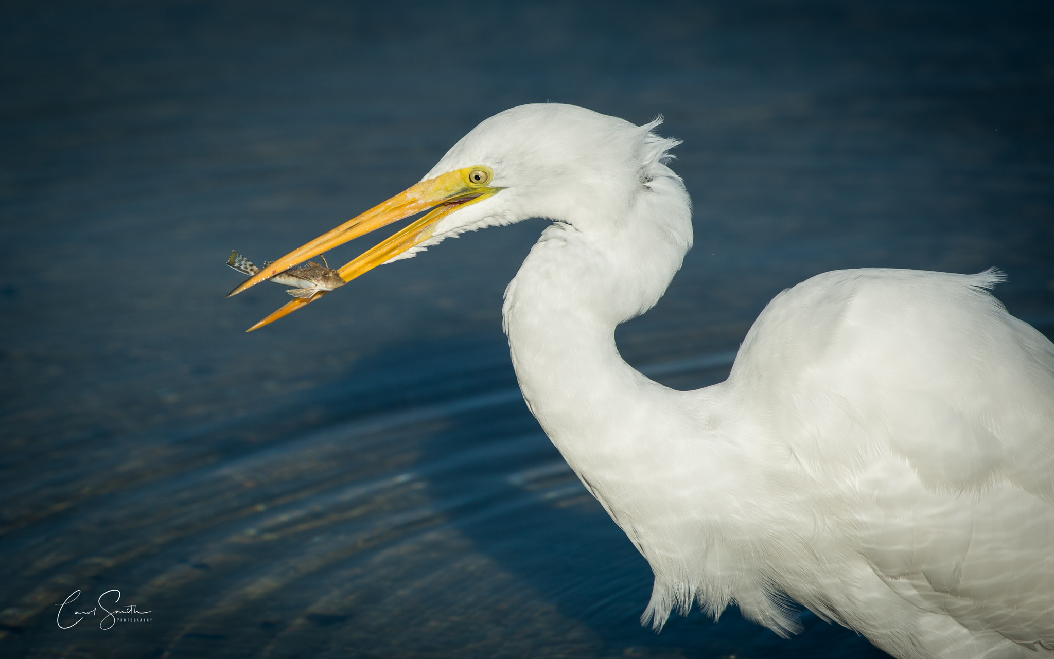 Nikon D4 + Nikon AF-S Nikkor 200-400mm F4G ED-IF VR sample photo. Catch of the day photography