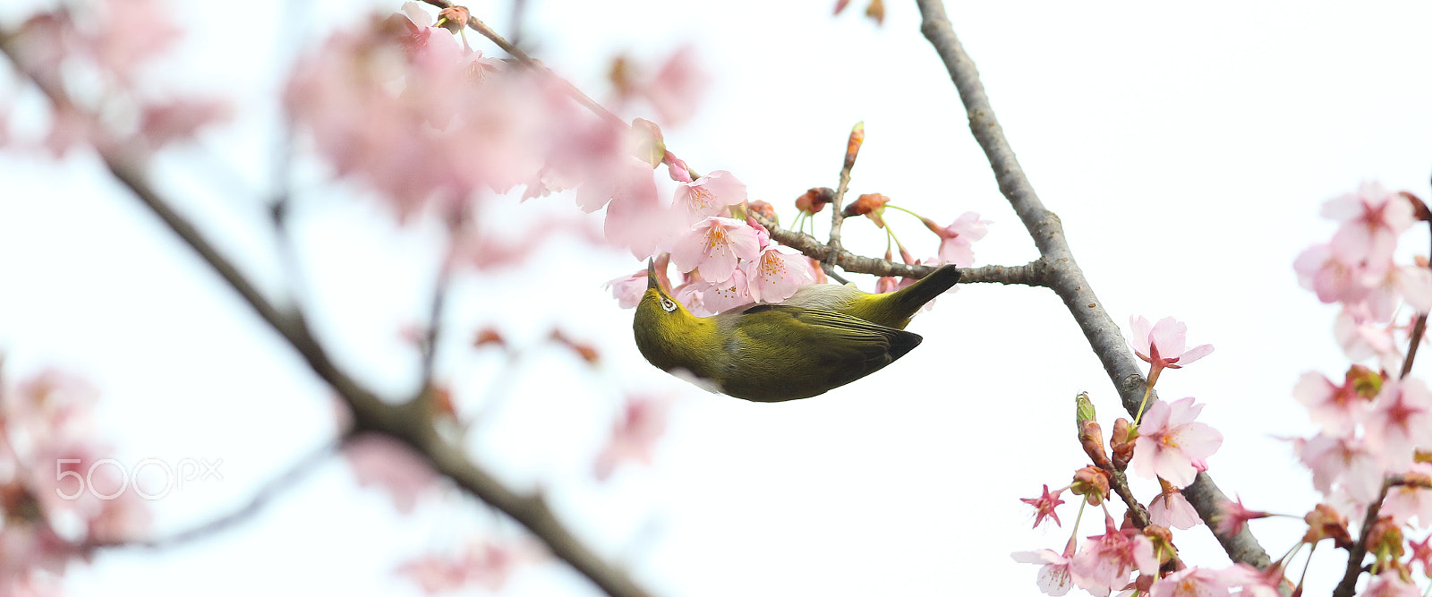 Canon EF 400mm F2.8L IS II USM sample photo. 绣眼 photography