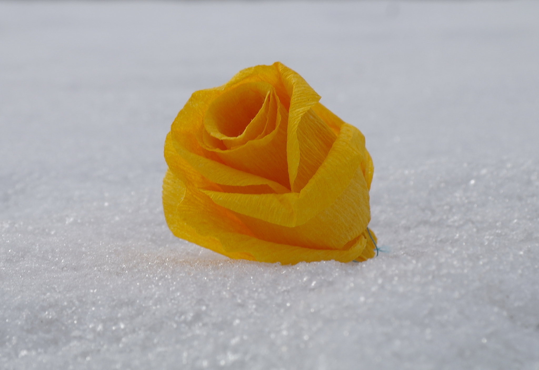 Samsung NX5 sample photo. Paper yellow rose in the snow photography