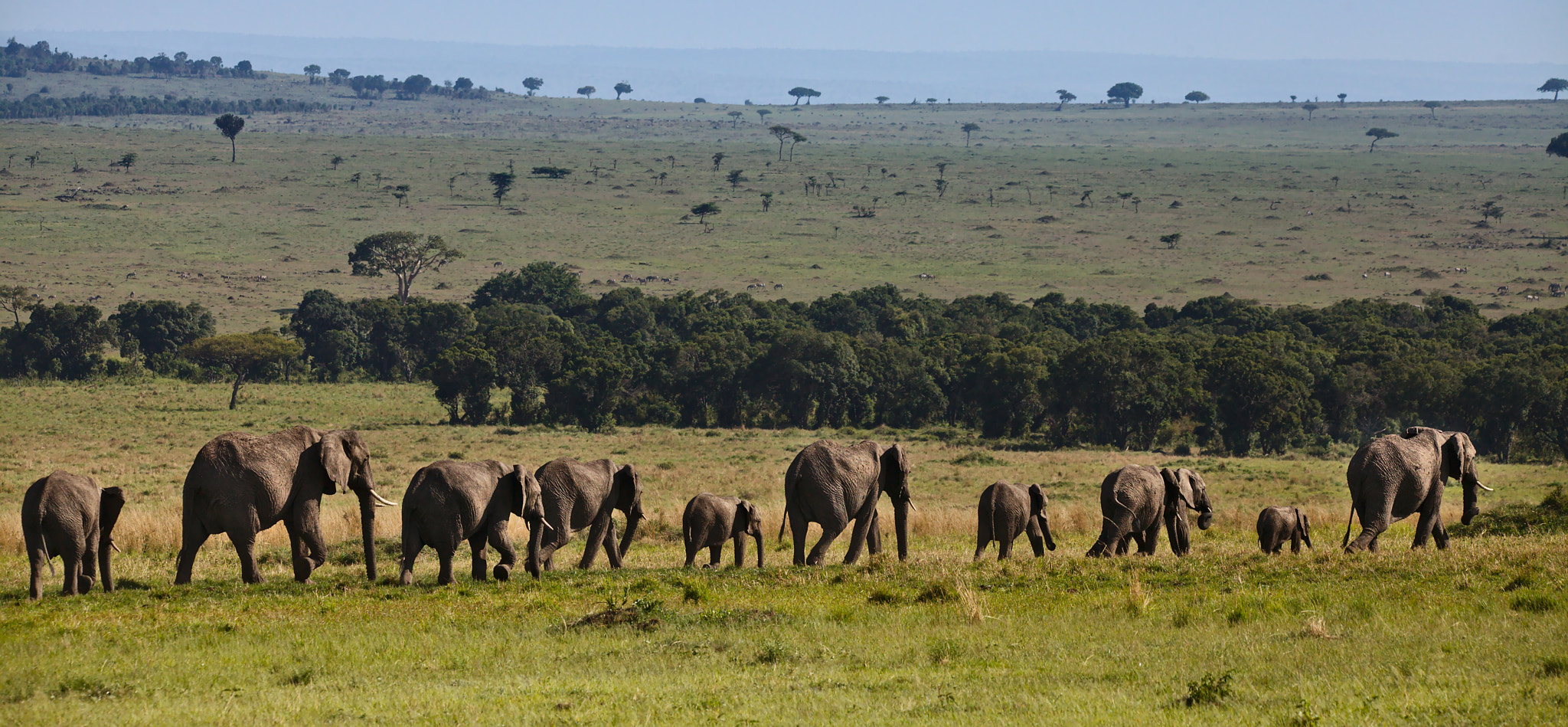 Canon EOS 5D Mark II sample photo. Elephant herd in green masai mara photography