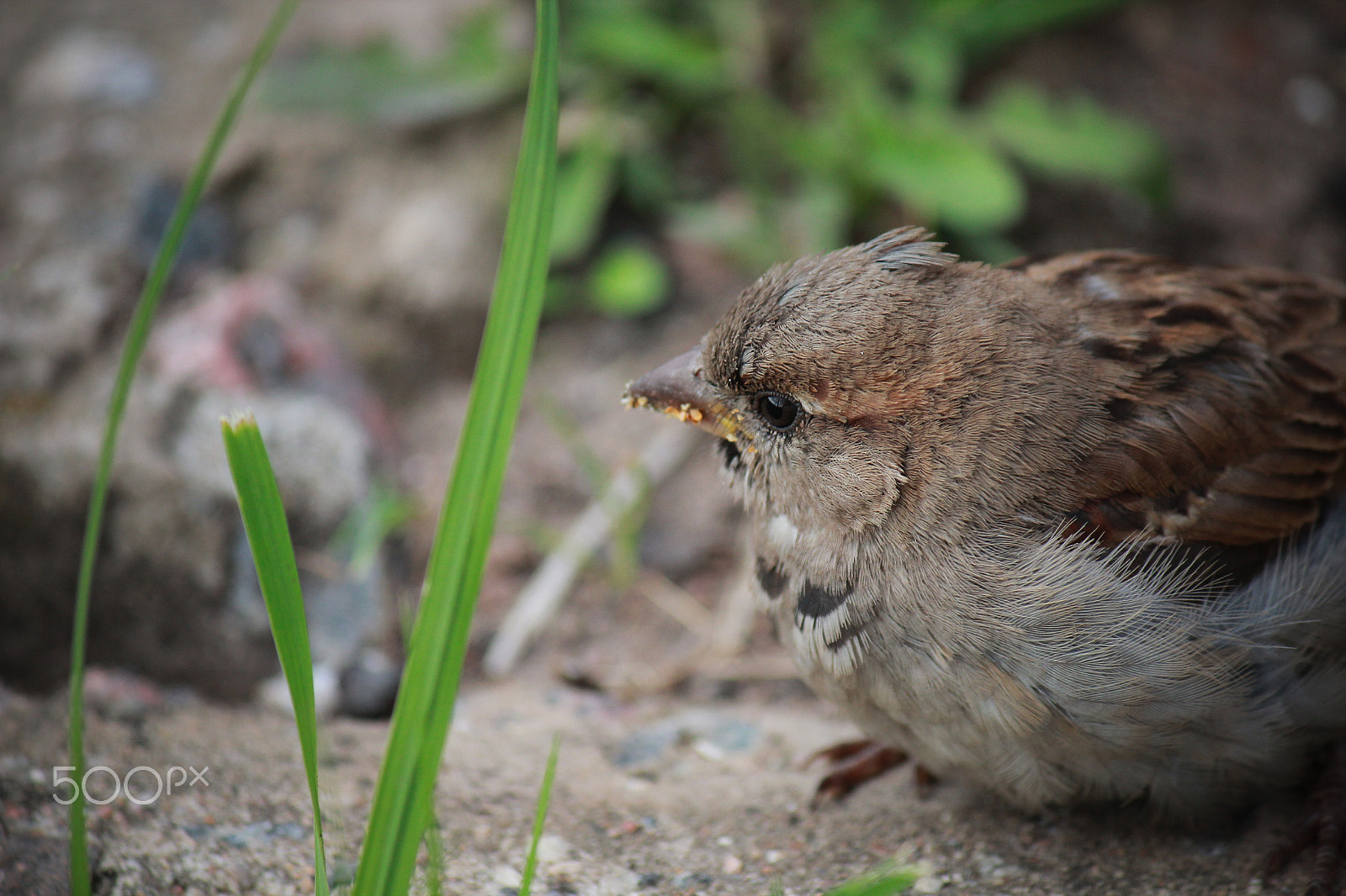 Canon EF-S 55-250mm F4-5.6 IS sample photo. Sparrow photography