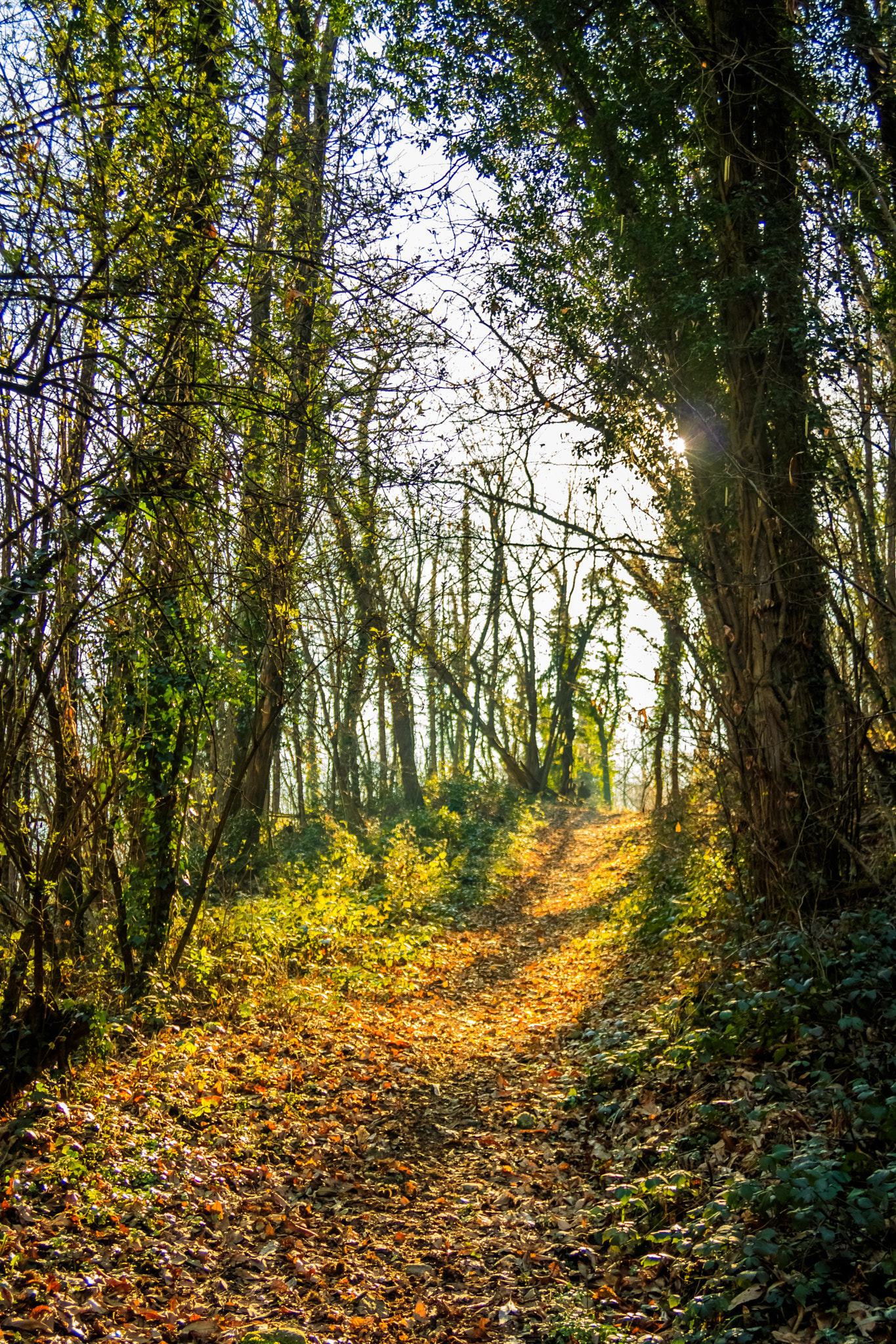 Canon EF 24-85mm F3.5-4.5 USM sample photo. Polienas (france) photography
