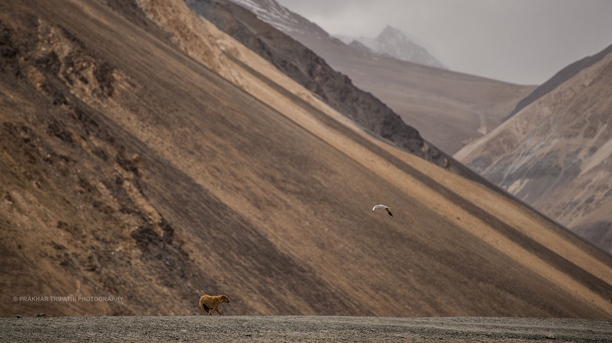 Nikon D4S sample photo. Himalayas photography