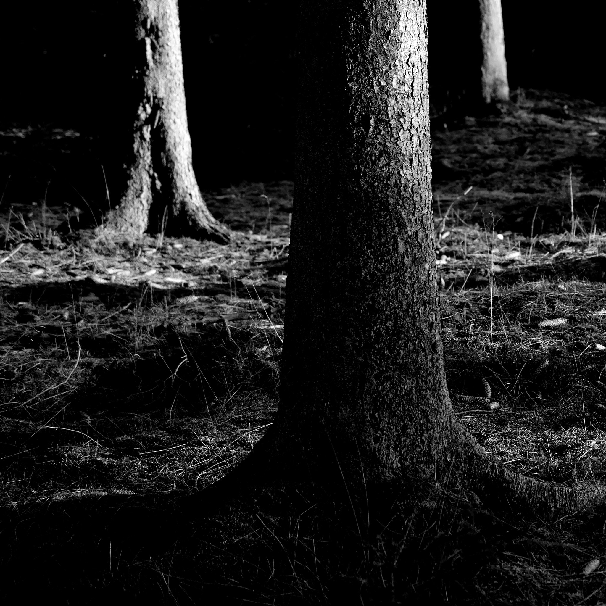 Nikon D5200 sample photo. Three trees photography