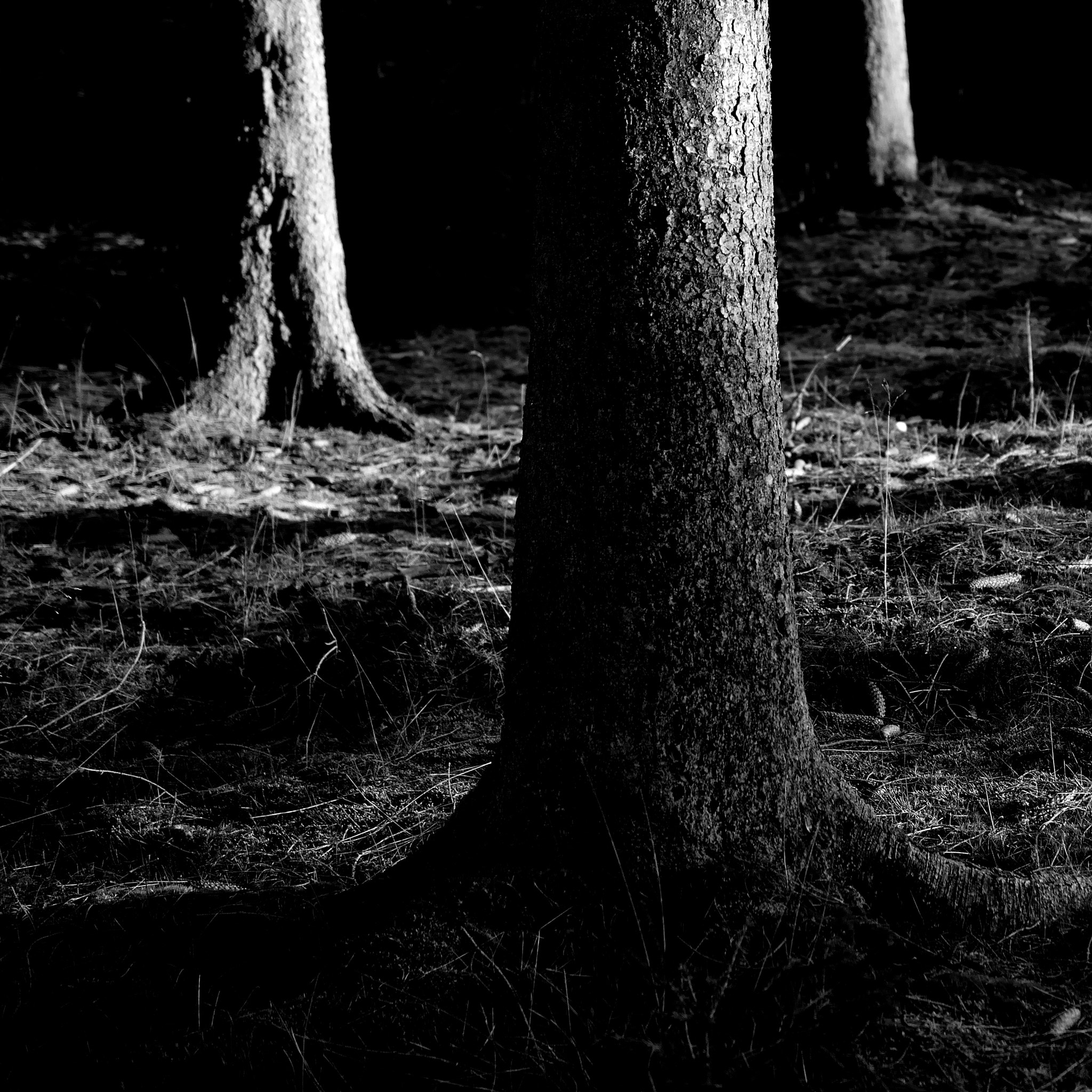 Nikon AF-S DX Micro Nikkor 40mm F2.8 sample photo. Three trees photography