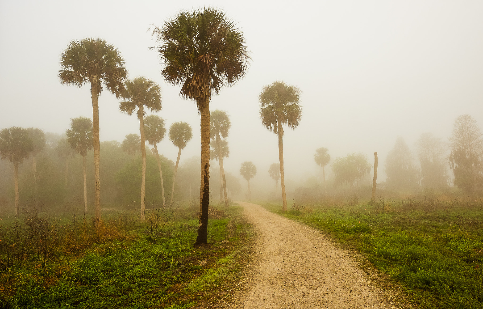 Fujifilm X-T1 + Fujifilm XF 16mm F1.4 R WR sample photo. Foggy trail photography