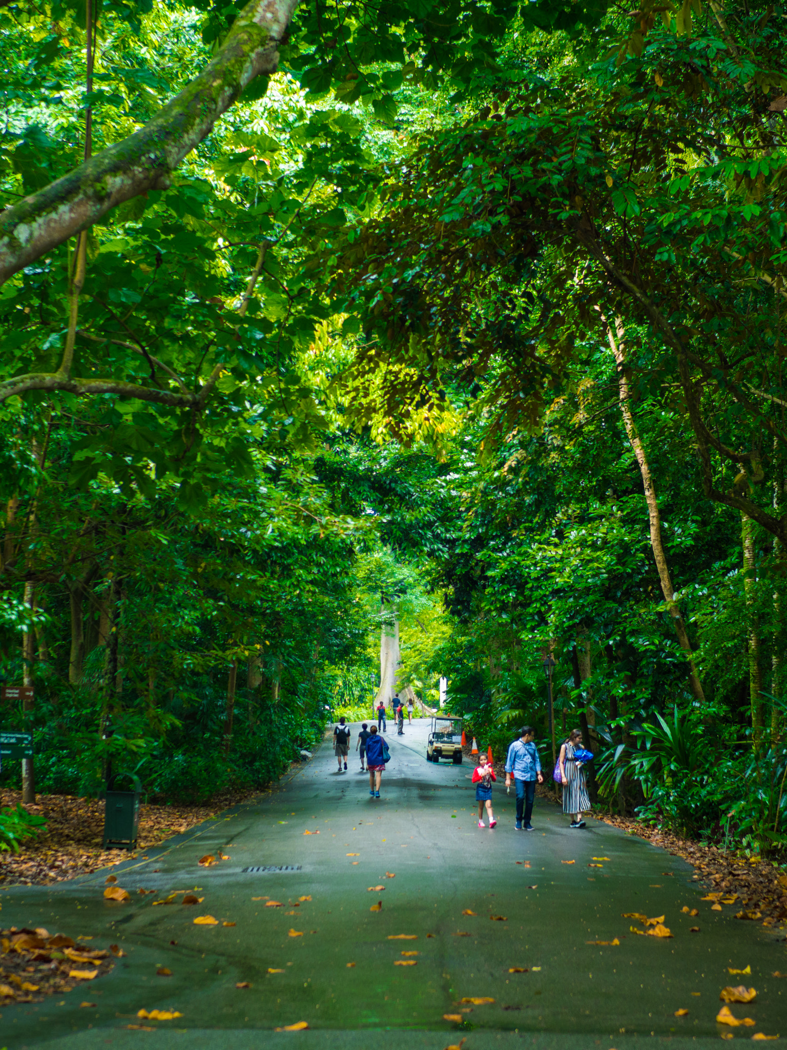 OLYMPUS M.25mm F1.2 sample photo. A green path photography