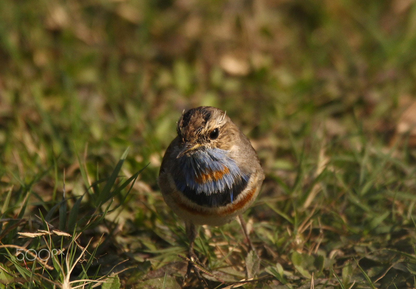 Sigma 150-600mm F5-6.3 DG OS HSM | C sample photo. Siberian bluethroat photography