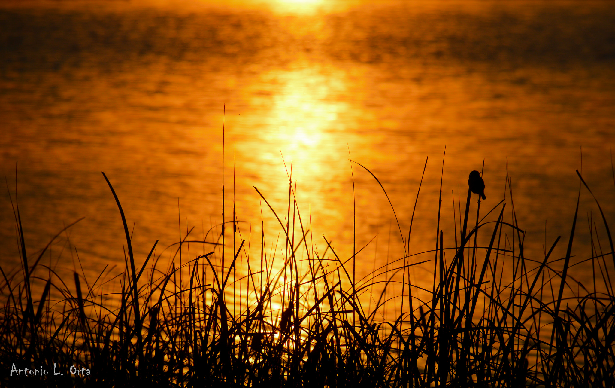 Nikon D3200 sample photo. Reflejos en la madre photography