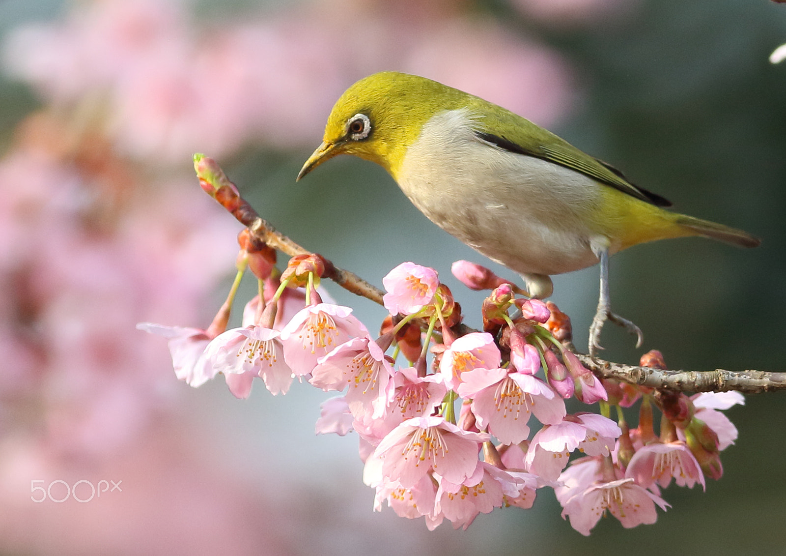 Canon EF 400mm F2.8L IS II USM sample photo. 绣眼 photography