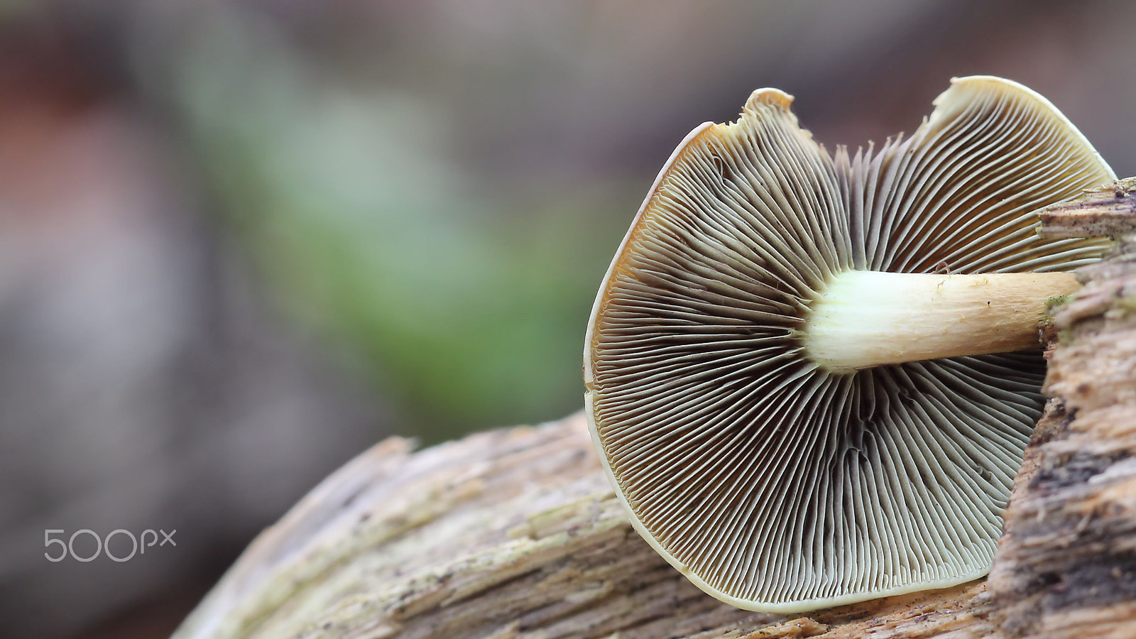 Canon EOS 60D + Canon EF 100mm F2.8 Macro USM sample photo. The other side photography