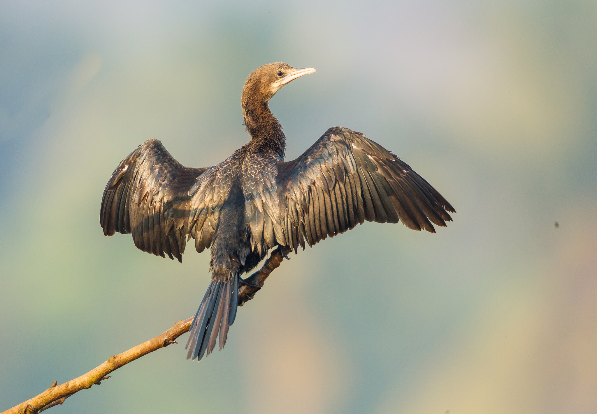 Canon EF 500mm F4L IS II USM sample photo. Little cormorant drying its wings photography