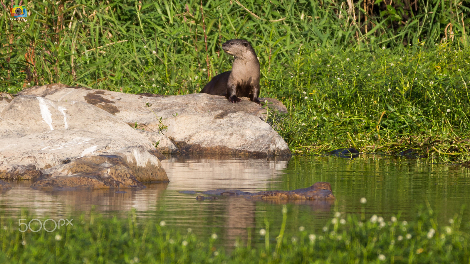 150-600mm F5-6.3 DG OS HSM | Contemporary 015 sample photo. Img photography