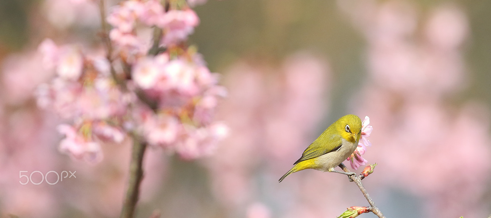 Canon EF 400mm F2.8L IS II USM sample photo. 绣眼 photography