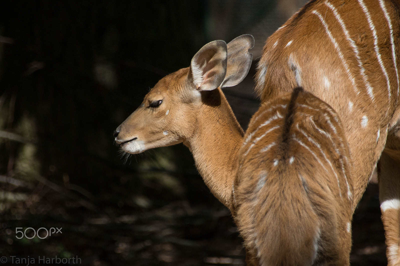 Sigma 18-250mm F3.5-6.3 DC Macro OS HSM sample photo. Bongo antilope photography