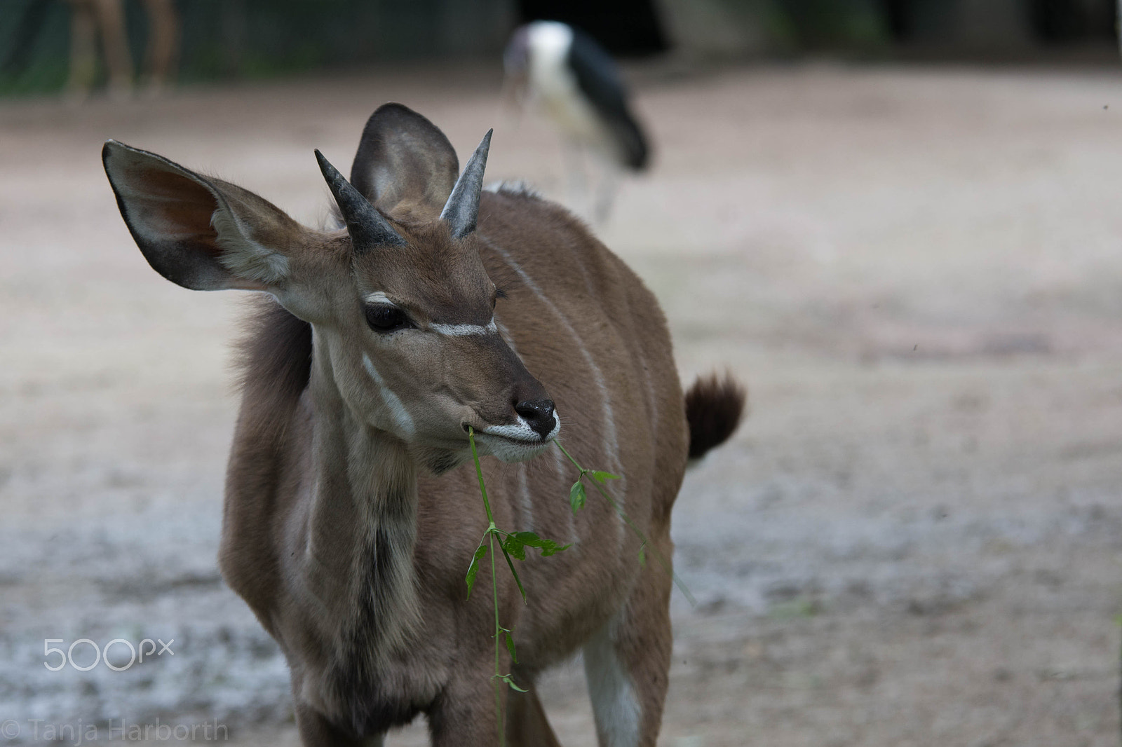 Nikon D7100 + Sigma 70-200mm F2.8 EX DG OS HSM sample photo. I'm hungry photography