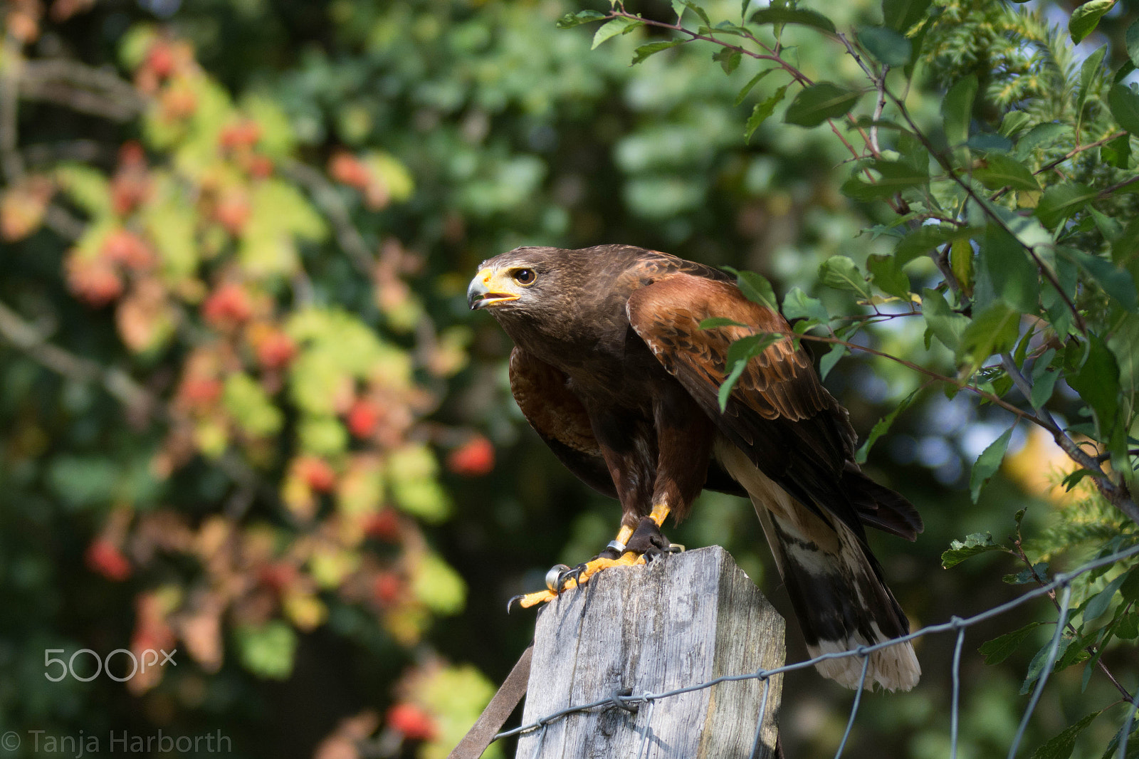 Sigma 70-200mm F2.8 EX DG OS HSM sample photo. Wüstenbussard photography