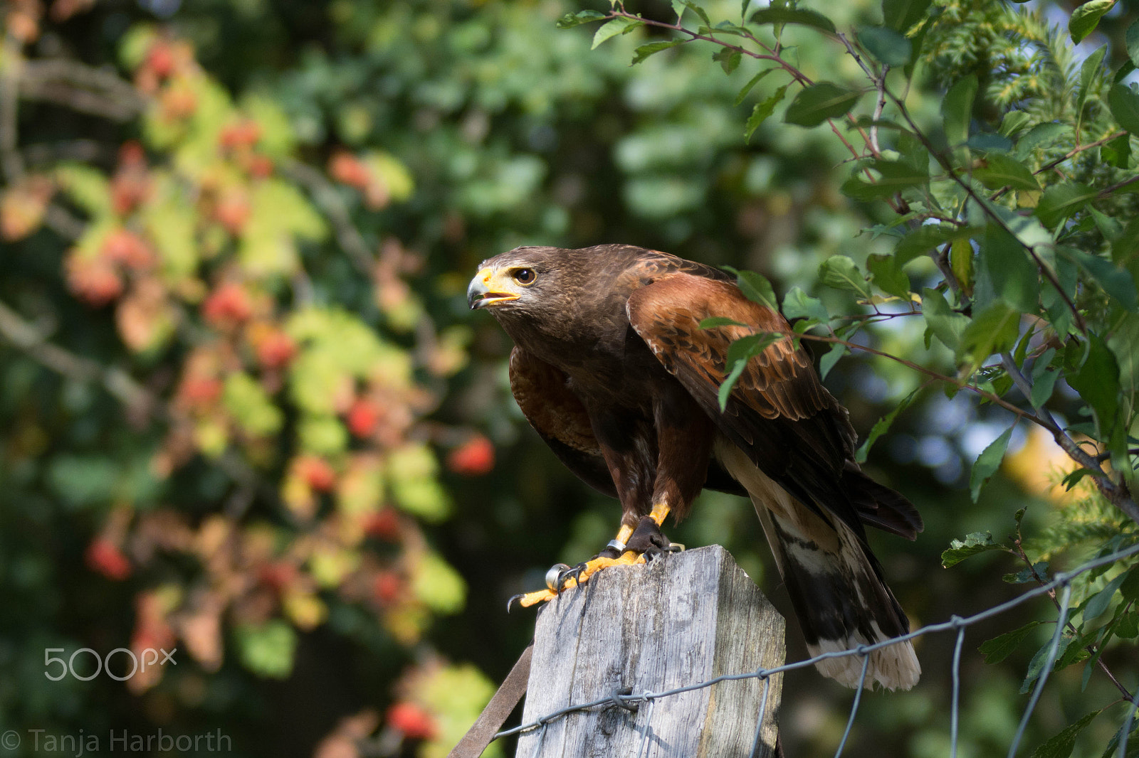 Nikon D7100 + Sigma 70-200mm F2.8 EX DG OS HSM sample photo. Wüstenbussard photography