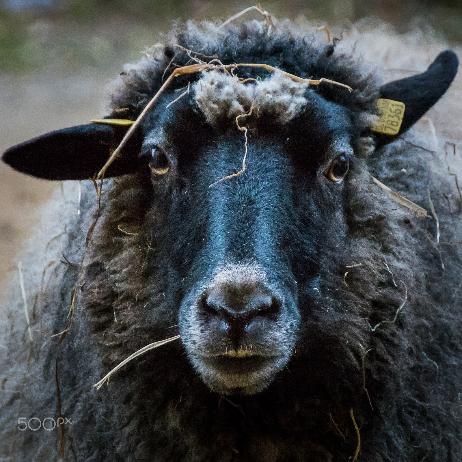 Sony SLT-A68 + Sigma 18-250mm F3.5-6.3 DC OS HSM sample photo. Sheep photography