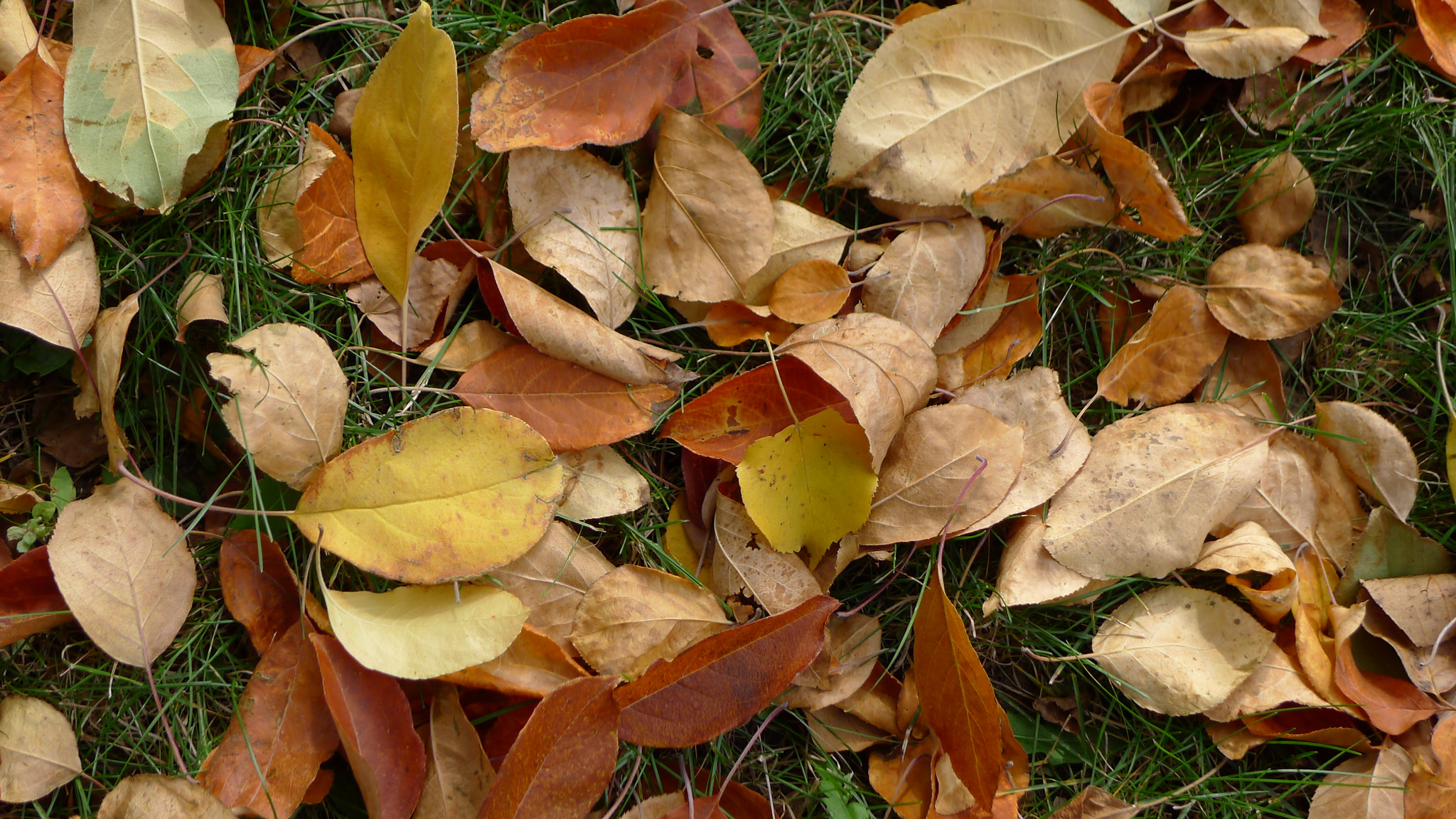 Leica D-LUX 5 sample photo. Leaf photography