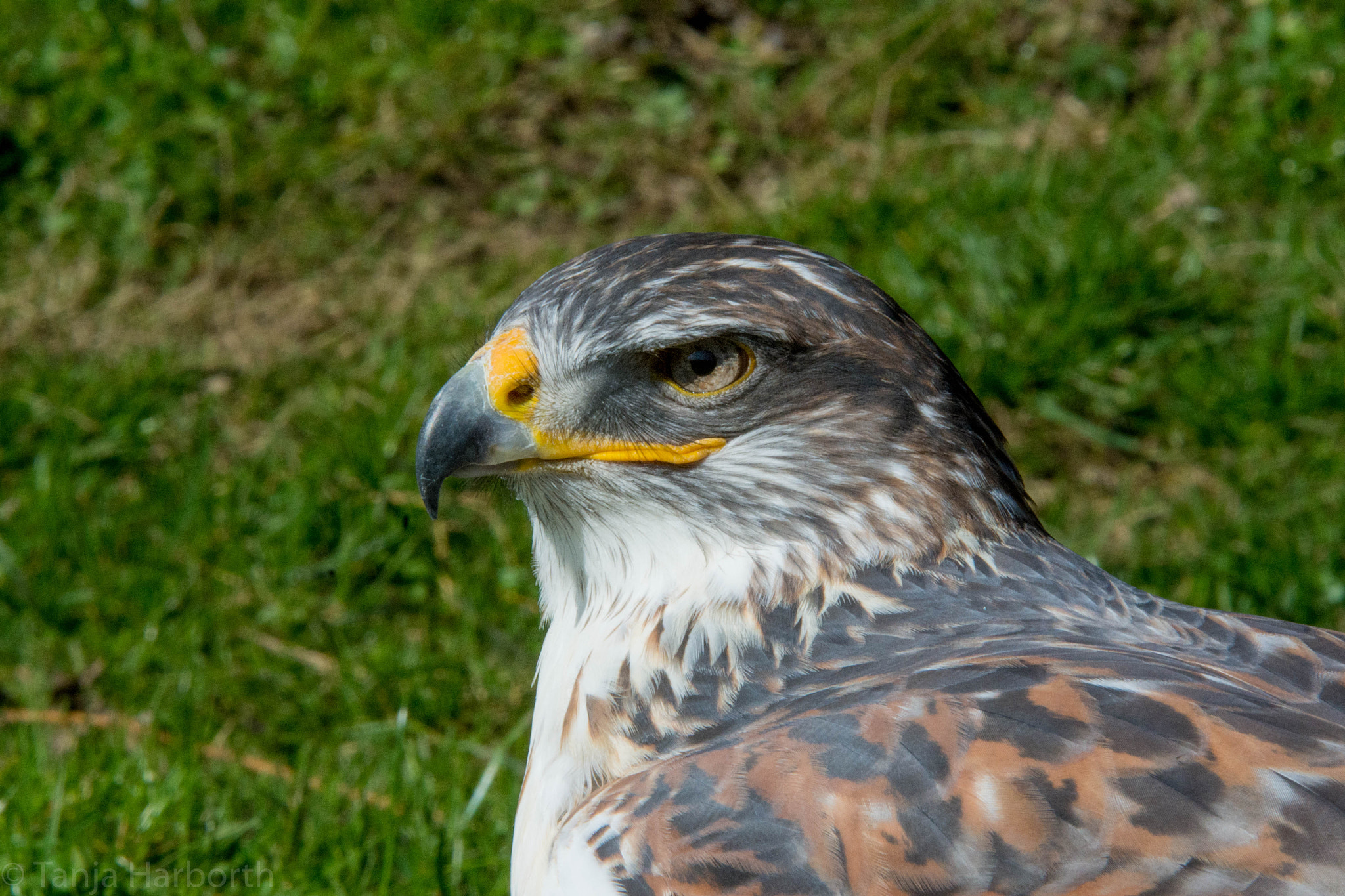 Sigma 70-200mm F2.8 EX DG OS HSM sample photo. Bussard photography