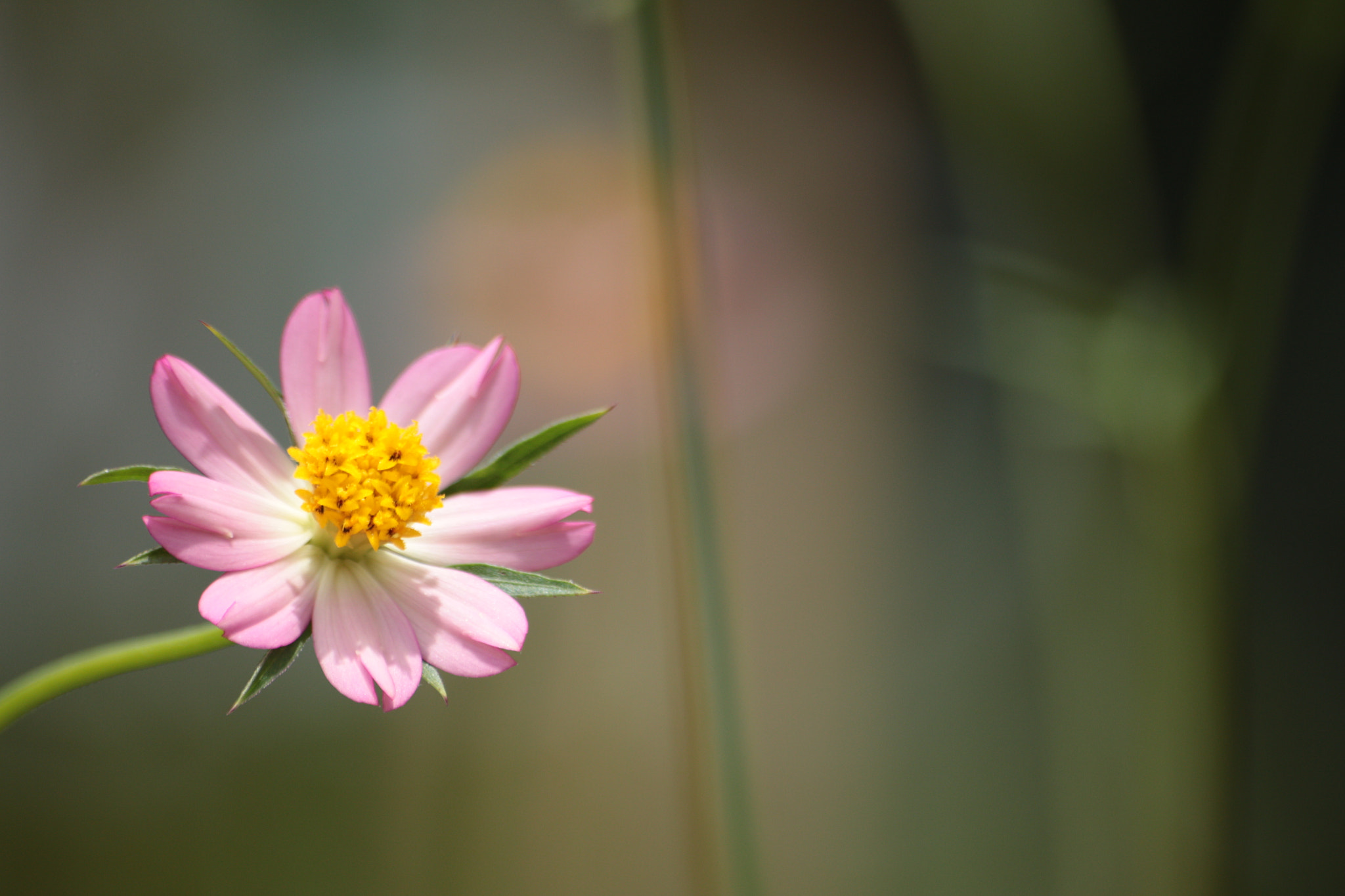 Canon EOS 700D (EOS Rebel T5i / EOS Kiss X7i) sample photo. Img photography