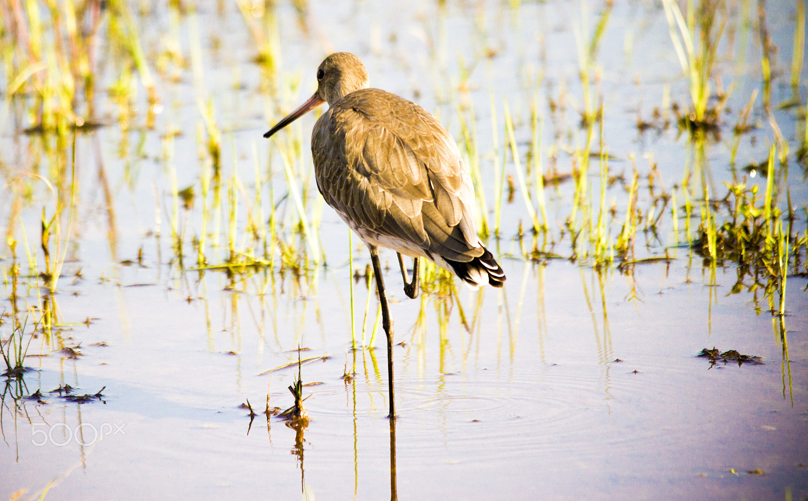 Sigma 150-500mm F5-6.3 DG OS HSM sample photo. Bird photography