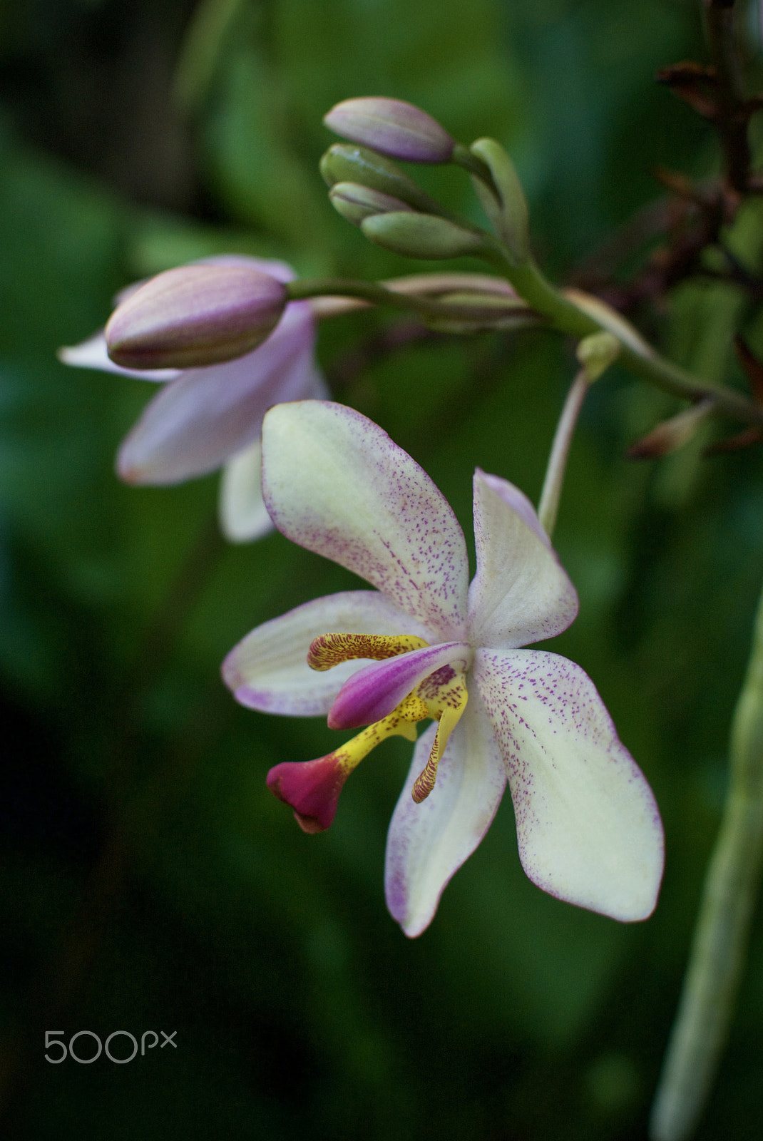 Nikon 1 Nikkor 18.5mm F1.8 sample photo. Orchid photography