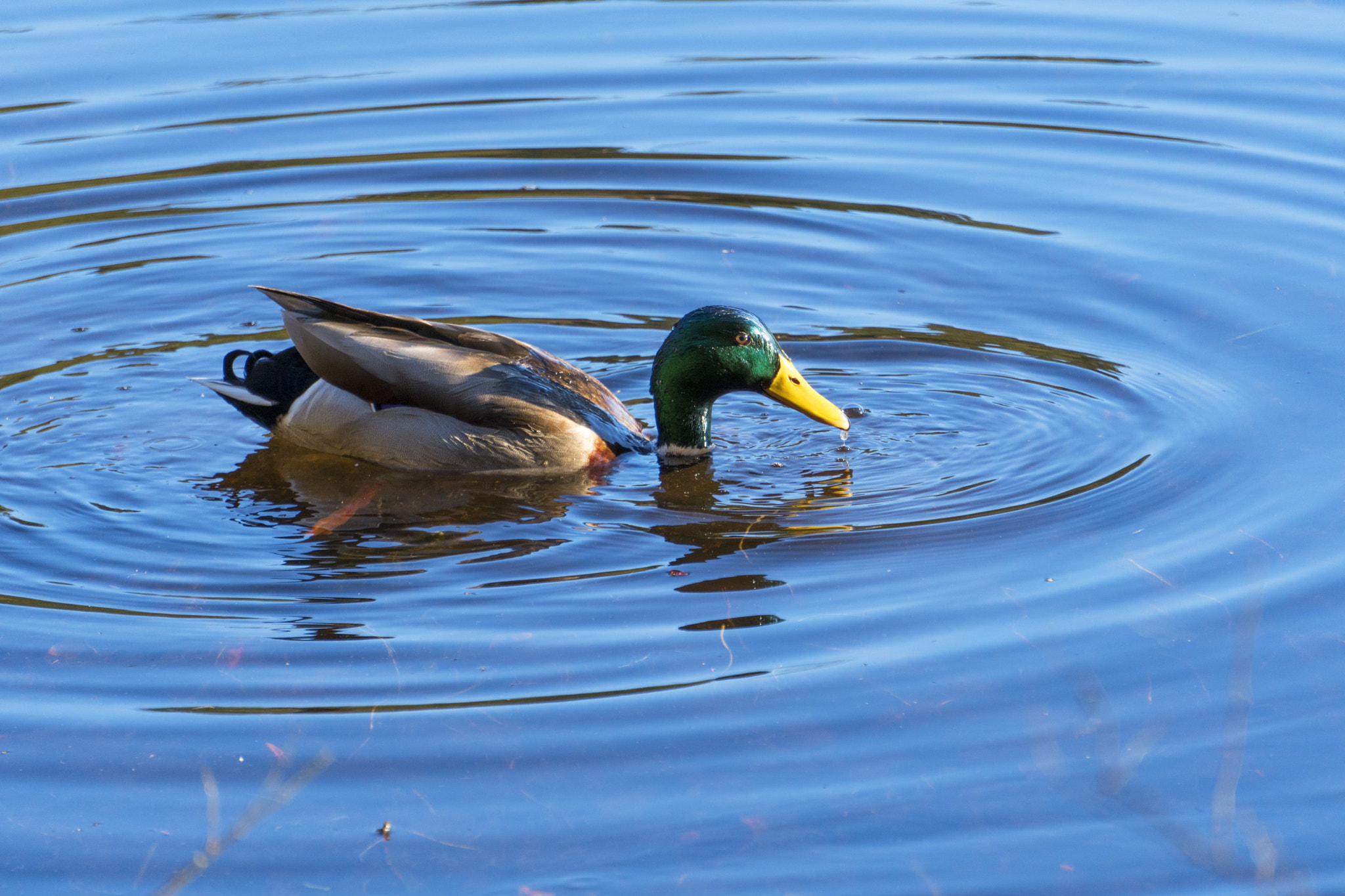 Sony a6300 + Sony E 55-210mm F4.5-6.3 OSS sample photo. Mallard photography