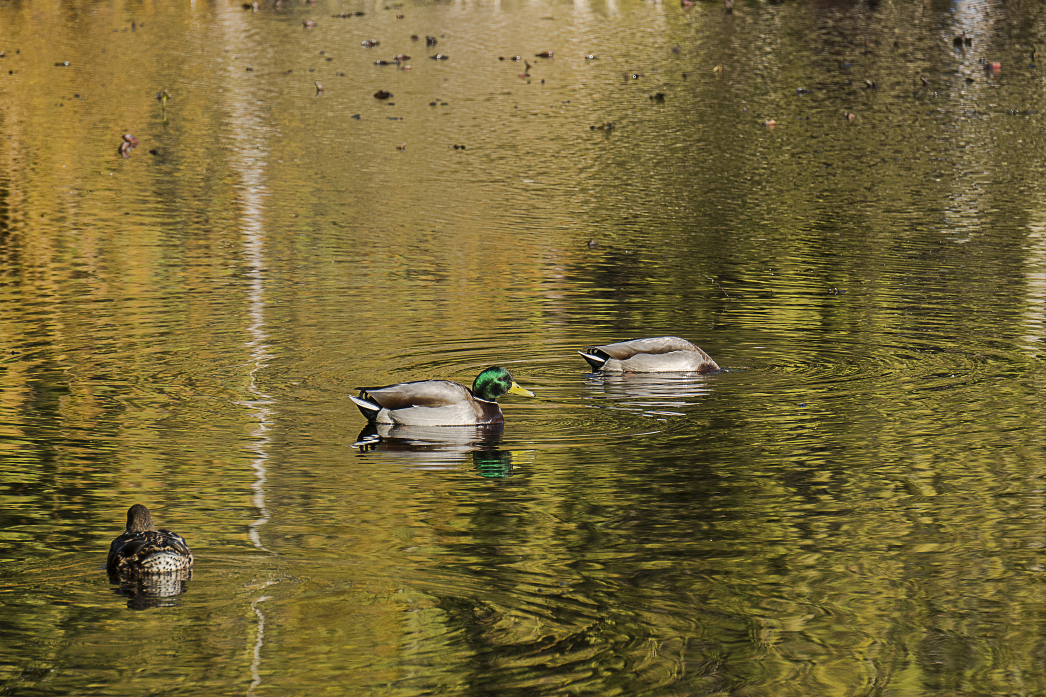 Sony a6300 + Sony E 55-210mm F4.5-6.3 OSS sample photo. On golden pond photography
