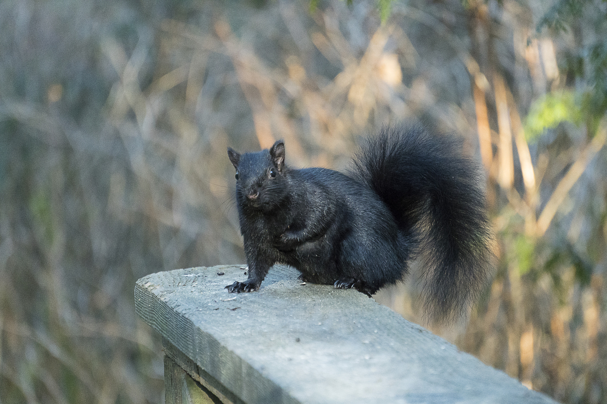 Sony a6300 + Sony E 55-210mm F4.5-6.3 OSS sample photo. Cautious photography