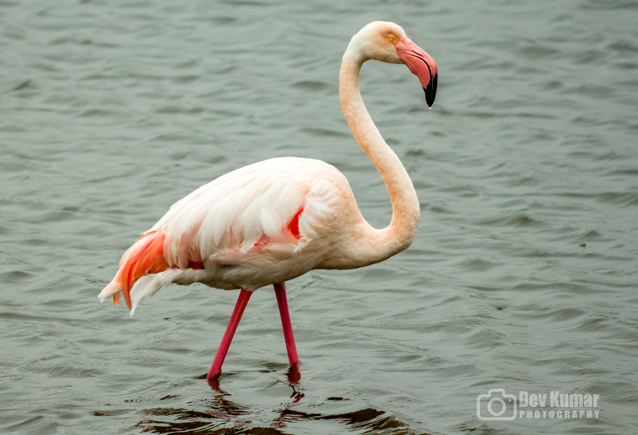 Canon EOS 650D (EOS Rebel T4i / EOS Kiss X6i) sample photo. Flamingo photography