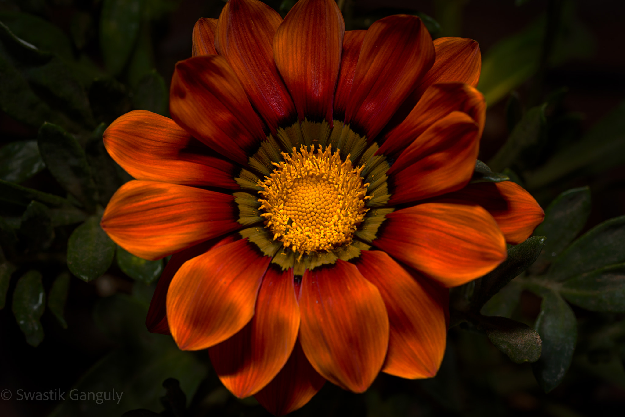 Nikon D750 sample photo. The beautiful flower! photography