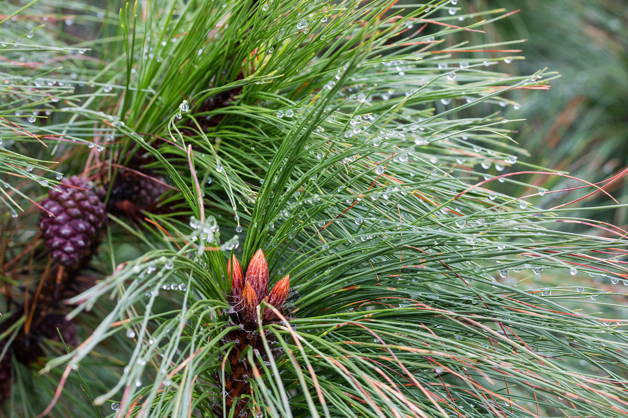 Canon EOS 70D + Canon EF 70-200mm F4L USM sample photo. Conifer photography