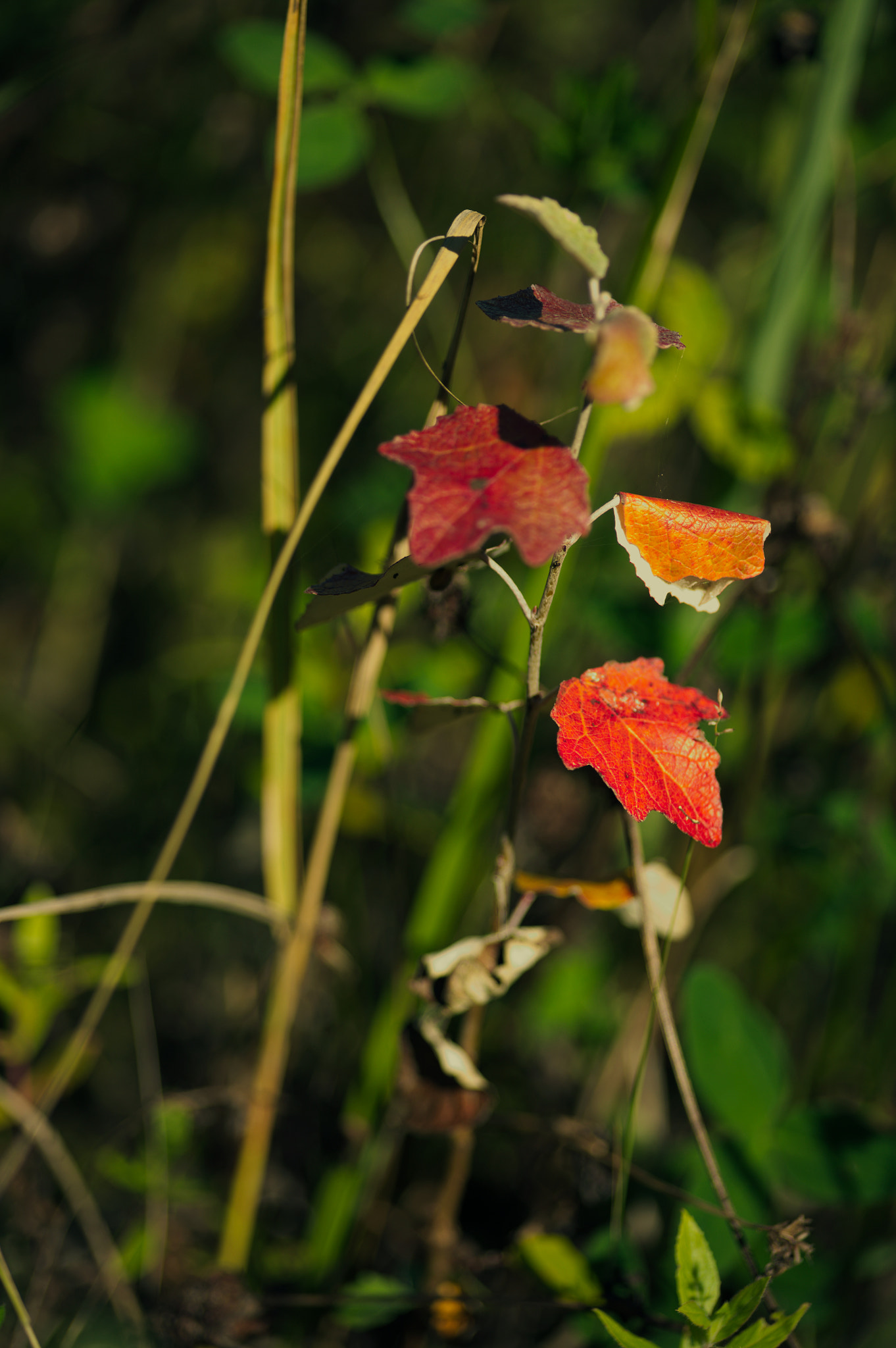 Canon EOS 5D sample photo. Img_2588-1.jpg photography