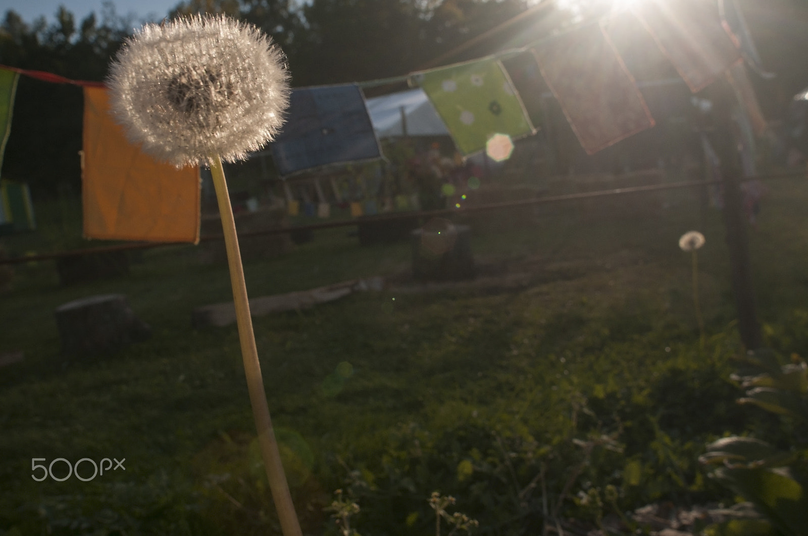 Nikon D300S + Nikon AF Nikkor 20mm F2.8D sample photo. Dandelion photography