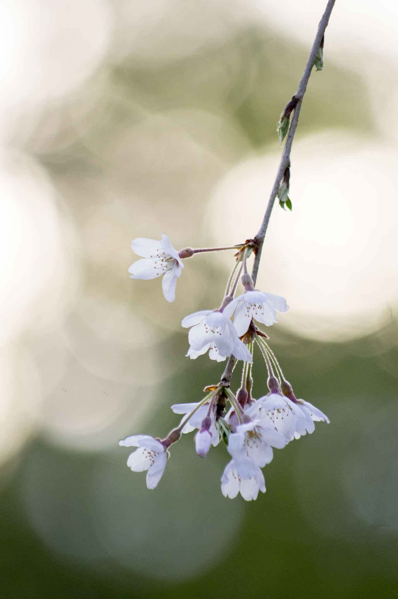 Pentax K-3 sample photo. Sakura- cherry blossom photography
