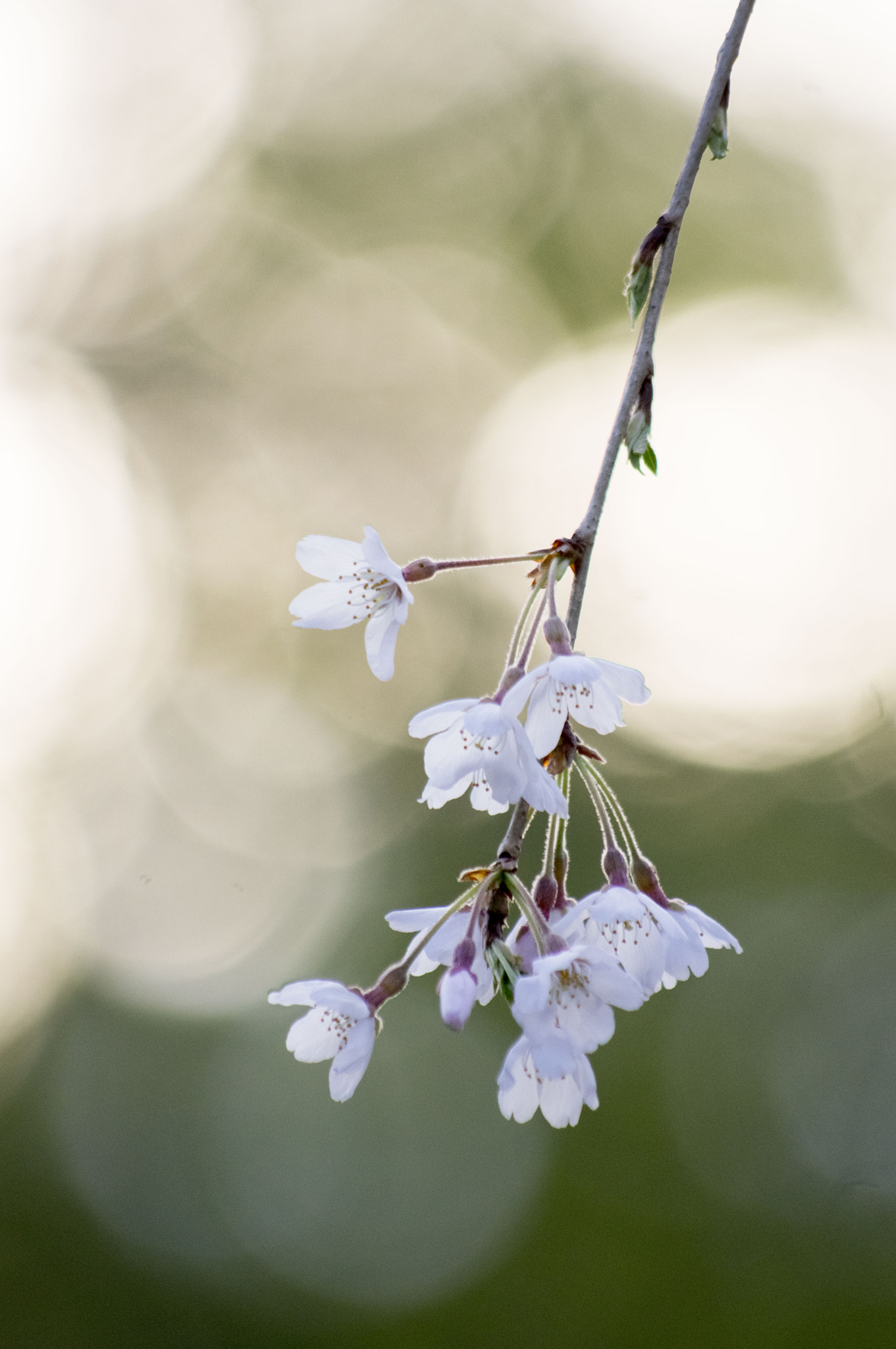 Pentax smc DA 55-300mm F4.0-5.8 ED sample photo. Sakura- cherry blossom photography