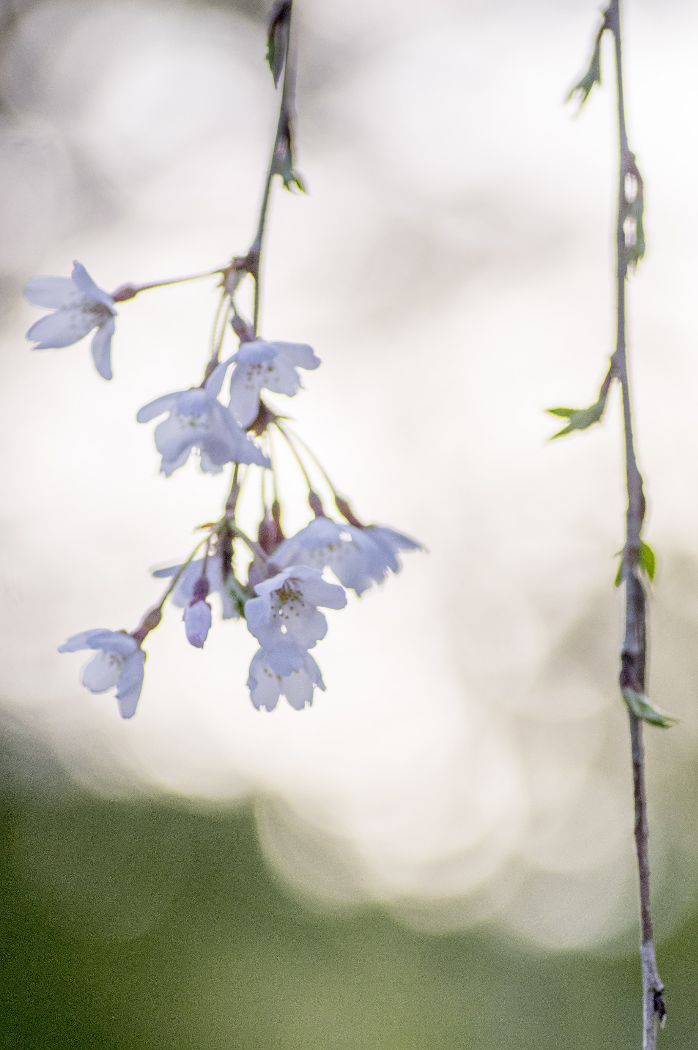 Pentax smc D-FA 100mm F2.8 Macro WR sample photo. Sakura- cherry blossom photography