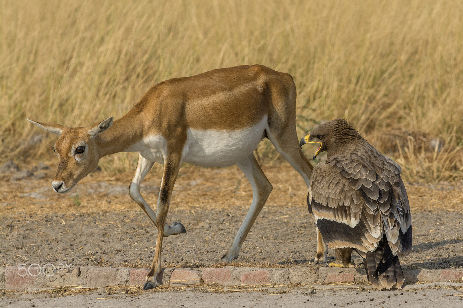 Nikon D7100 + Nikon AF-S Nikkor 300mm F4D ED-IF sample photo. Blackbuck & steppe eagle photography
