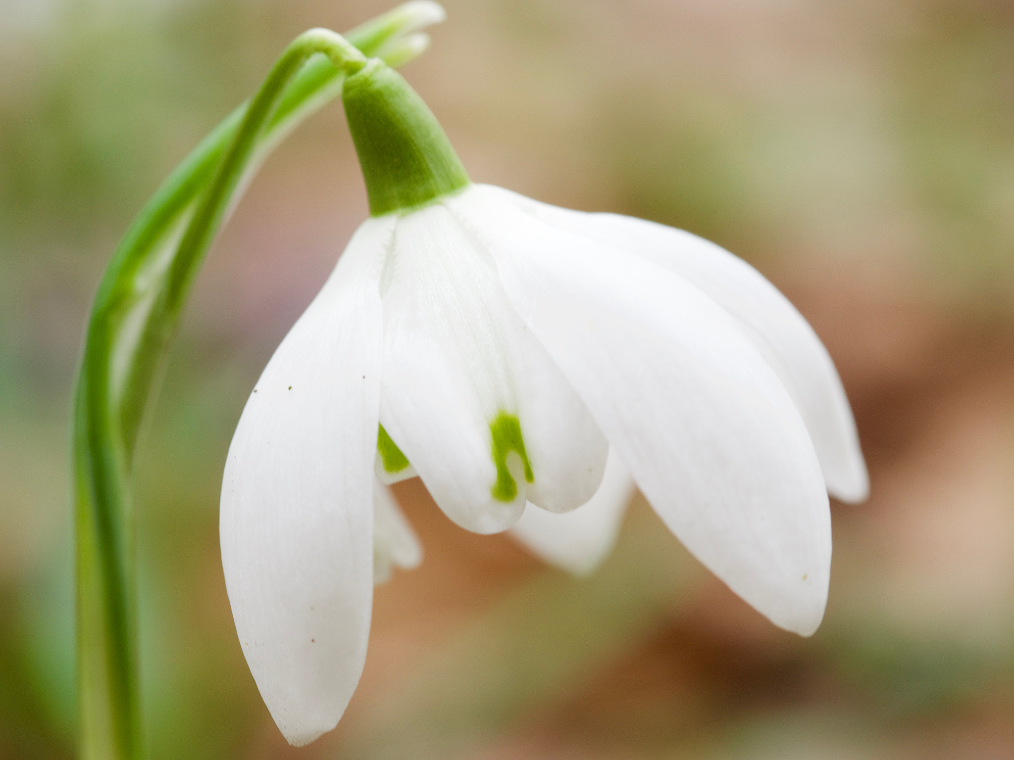 Olympus M.Zuiko Digital ED 60mm F2.8 Macro sample photo. The snowdrop photography
