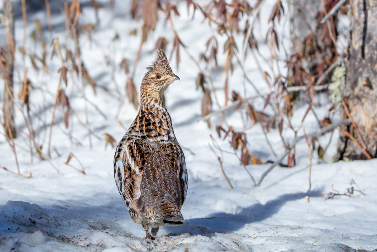 Canon EF 200-400mm F4L IS USM Extender 1.4x sample photo. Ruffed grouse photography