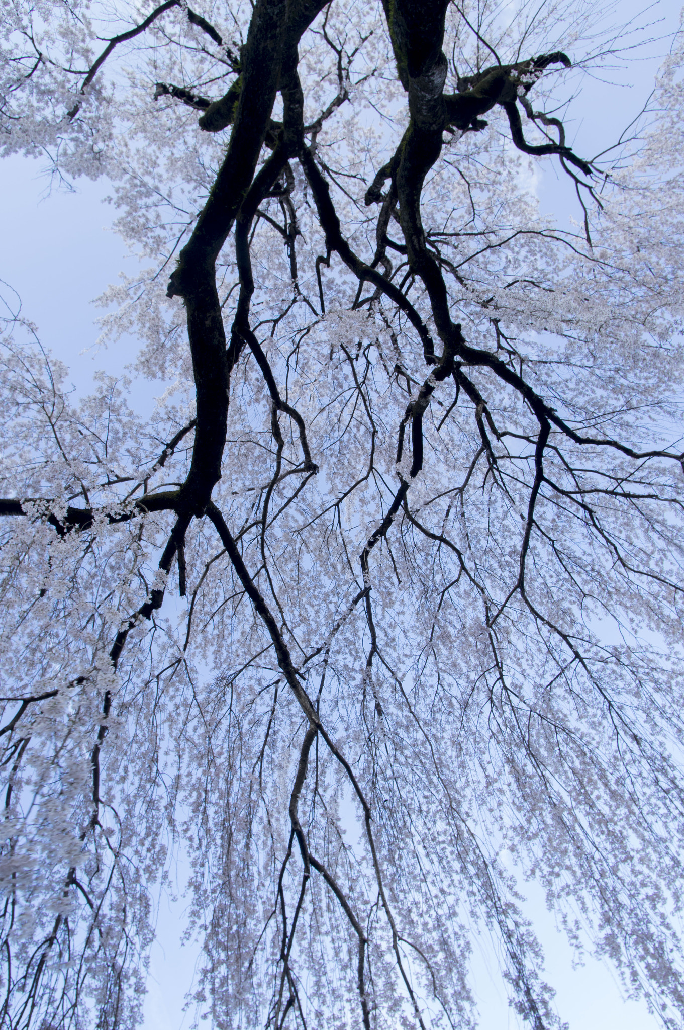 Pentax K-3 sample photo. Cherry blossoms photography