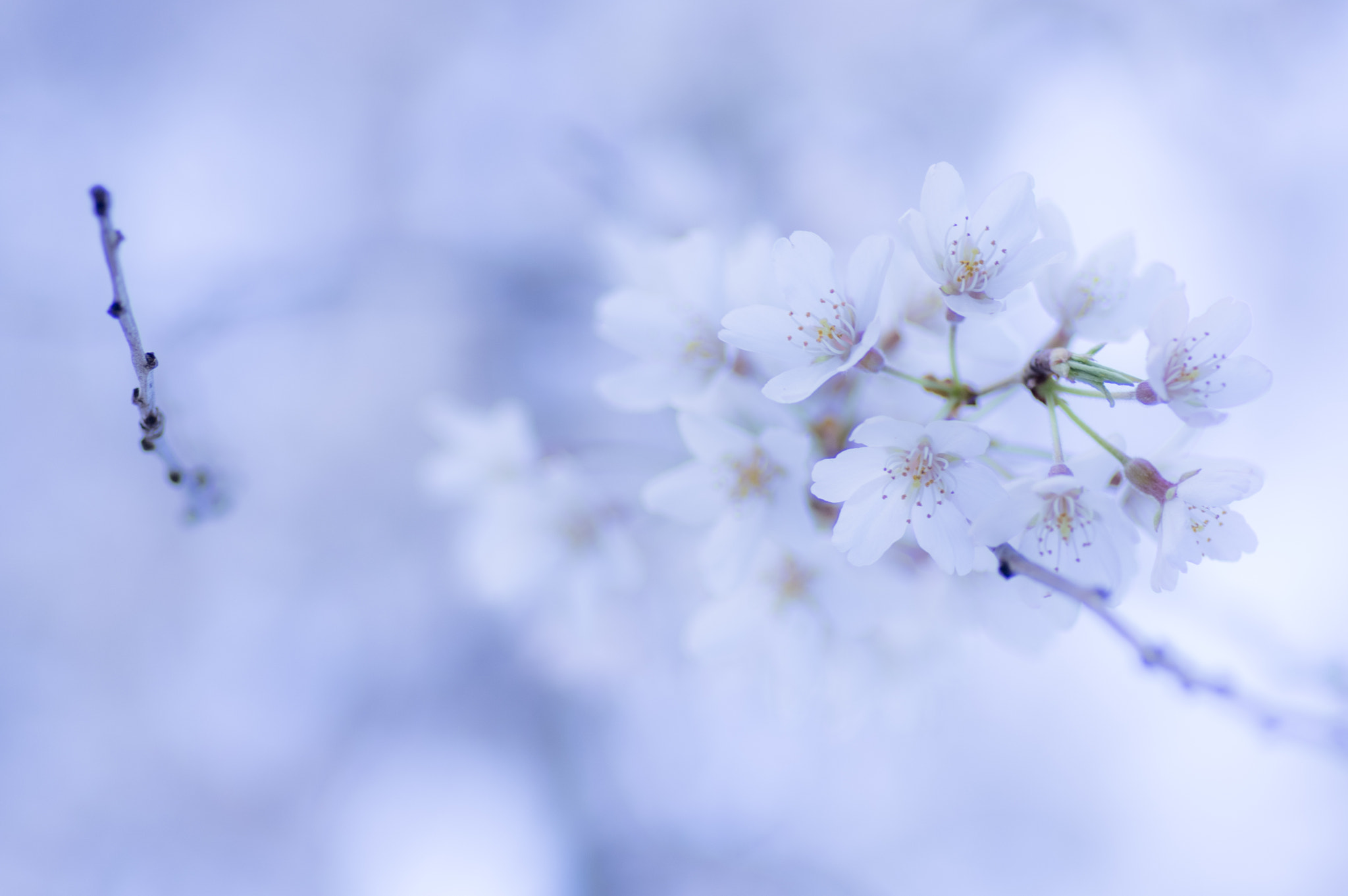 Pentax K-3 sample photo. Cherry blossoms photography