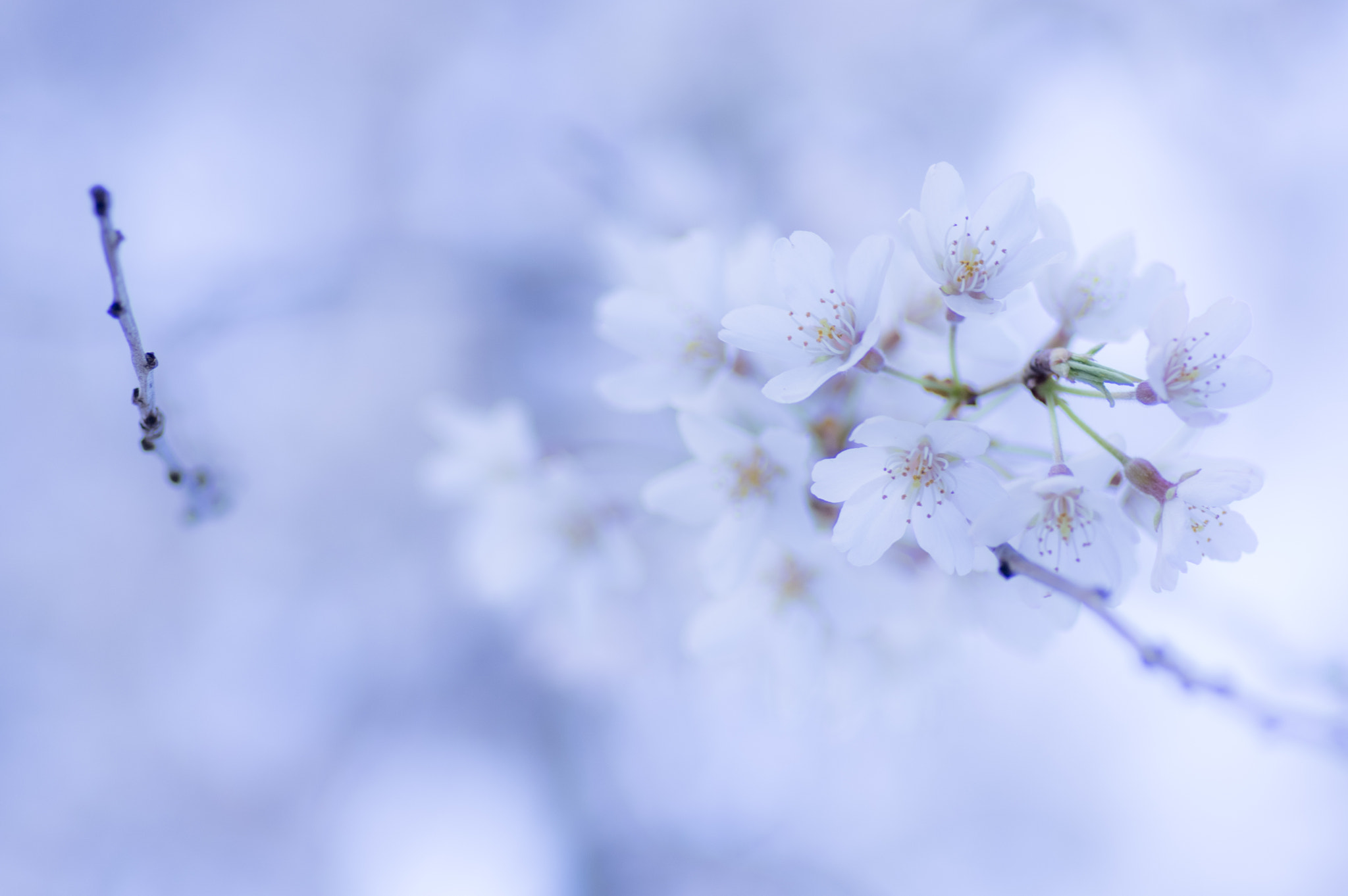 Pentax K-3 + Pentax smc D-FA 100mm F2.8 Macro WR sample photo. Cherry blossoms photography