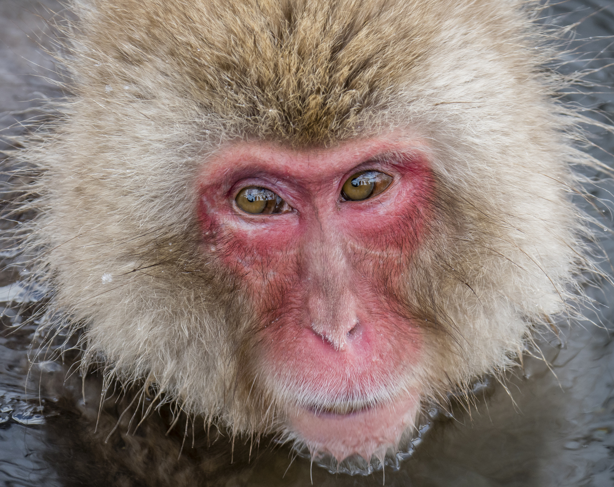 Nikon D500 sample photo. Bathing in the hot springs photography